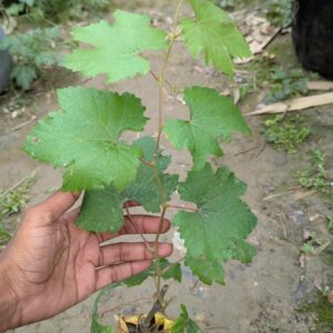 ৪ পিছ চারা